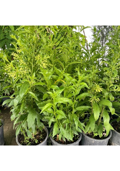 3 Yaş Melisa Fidanı - Gece Kokulu Parfüm Çiçeği 'cestrum Nocturnu