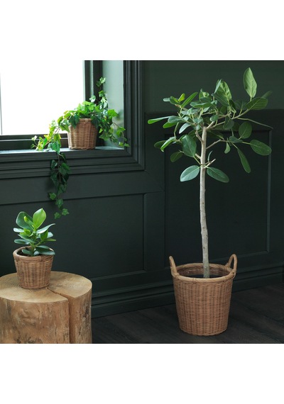 Ikea Kaktusfikon Rattan Saksı 24 Cm Naturel