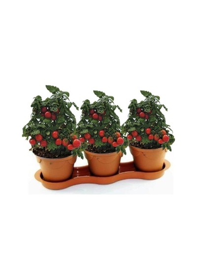 Cherry Saksılık Domates Tohumu 10 Adet Tohum