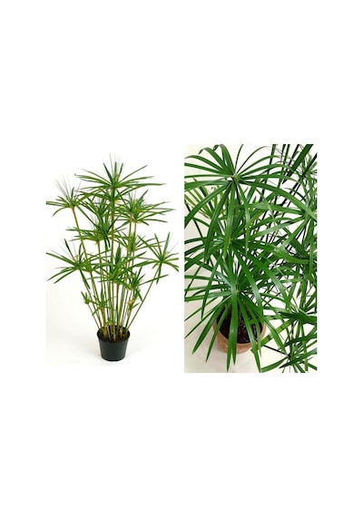Japon Şemsiyesi Çiçeği Cyperus Alternifolius Saksılı 50 - 70 Cm