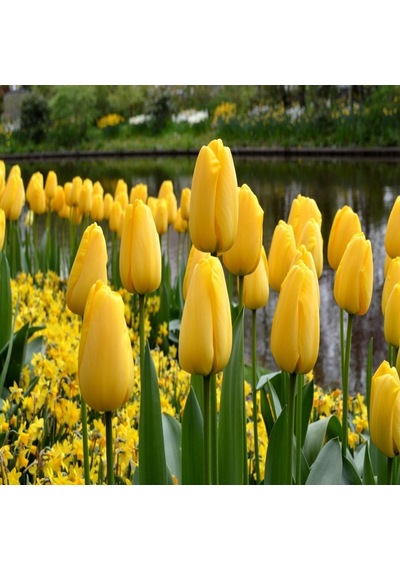Yellow Parede Lale Soğanı 5 Adet
