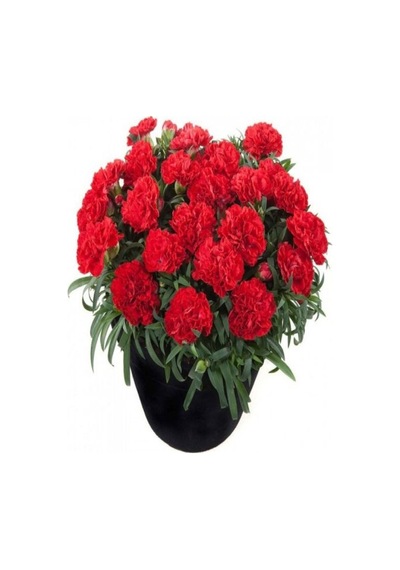 Canlı Kırmızı 1 Adet Karanfil Çiçeği Fidanı 40-60cm Saksılı Carnation Flower