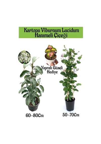 Kartopu Viburnum 1 Adet+kokulu Hanımeil 1 Adet+yaprak Güzeli Hediye Bahçe Bitkisi