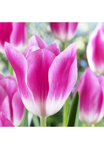 Royal Pink Lale Soğanı 5 Adet
