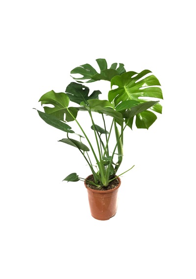 Monstera Deliciosa (Deve Tabanı) Ø17 CM Y50-60 CM
