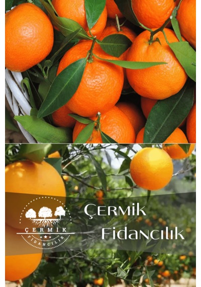 2 Çeşit Karışık Meyve Fidanı Mandalina Ve Portakal