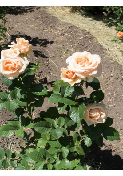 Yediveren Somon Rengi Kokulu 50 80 Cm Saksılı Aşılı Gül User Salmon Pink Rose