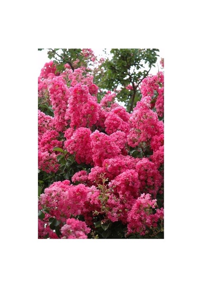 Pembe Oya Lagerstroemia Fidanı 10-20 Cm