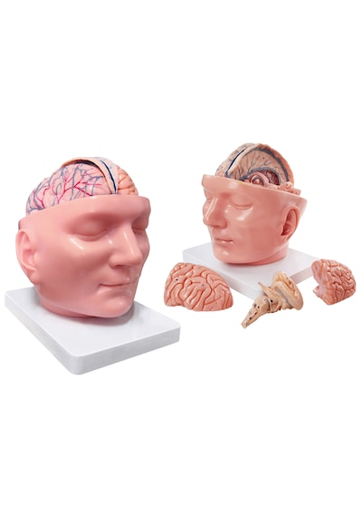 Dura Mater Ve Beyin İçeren Bölgesel Anatomik Baş Modeli - Baş Maketi 01