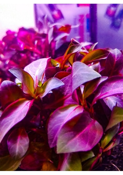 Ludwigia Grandulosa Akvaryum Bitkisi Canlı Bitki 5 Dal