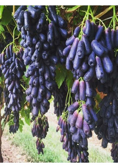 Videolu Parmak Aşılı Üzüm Siyah Renkli 40 60 Cm 1 Adet Dış Mekan Bitkisi Blackcurrant