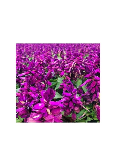 Mor Ateş Çiçeği Salvia F1 Tohumu - 30 Adet