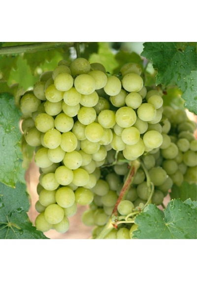 Tüplü Çekirdeksiz Bol Verimli Beyaz Superior Seedless Üzüm asma-