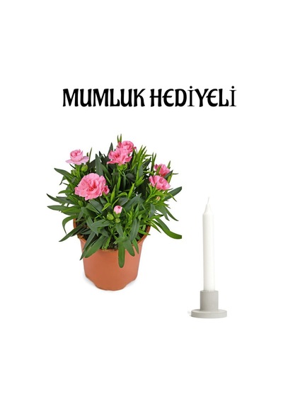 Hediyelik Mis Kokulu Pembe Karanfil Çiçeği Sevgililer Gününe Özel Mumluk Hediyeli