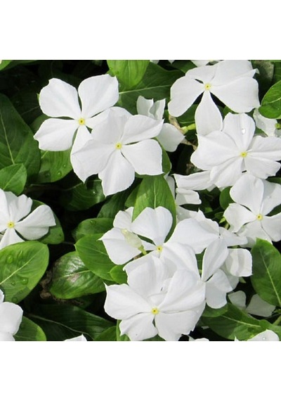 Vinca Pure White Rozet Çiçeği Tohumu 20 Tohum