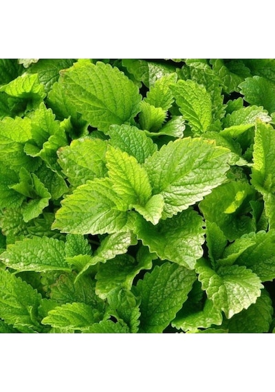 15 Adet Tohum Nadir Melisa Limon Oğulotu Tohumu Oğul Otu Tohumu Sürpriz Hediye Tohumlu