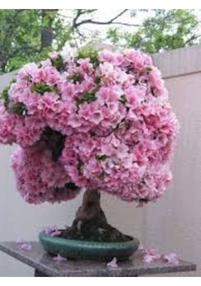 Erguvan Bonzai Ağacı Tohumu 5 Tohum + Bonsai Tohumu