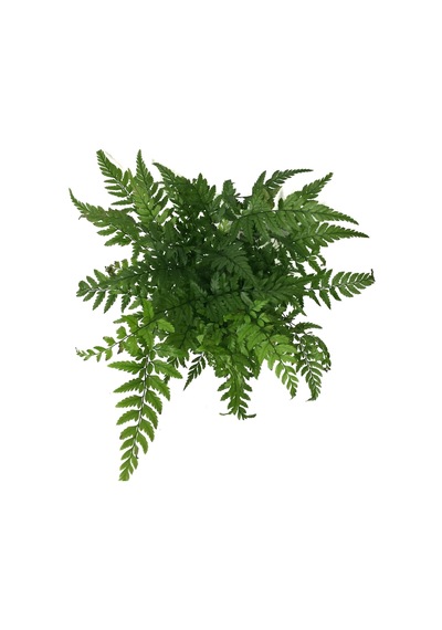 Polystichum Tsussimense (Eğrelti Otu) Ø8,5 CM Y10-15 CM
