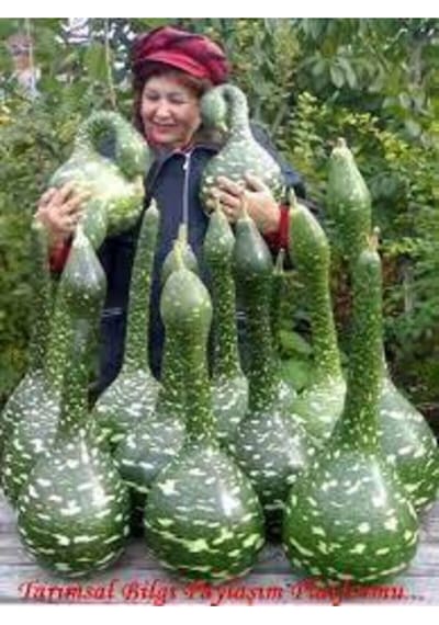 15 Adet Tohum Nadir Bulunan Kuğu Su Kabağı Tohumu Kuğu Kabak Tohumu Sürpriz Hediye Tohumludur