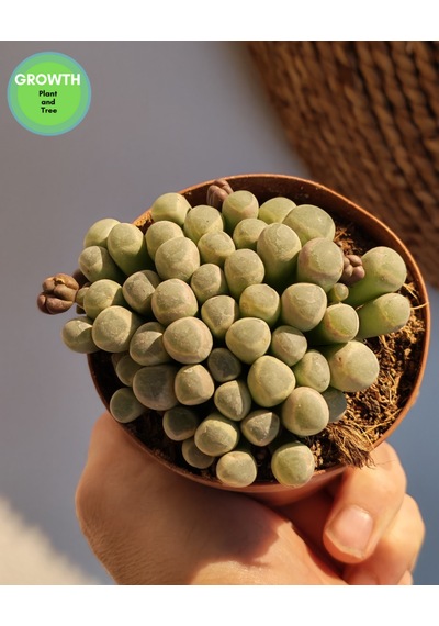 Fenestraria Rhopalophylla Bebek Parmakları Sukulenti 1 Adet