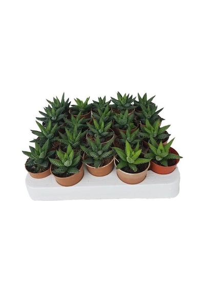 Sukulent Haworthia Pumila x 20 ad