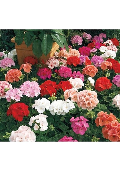 Thebestonline Canlı Saksılı Sardunya Çiçeği Fidanı Pembe 10-20 Cm