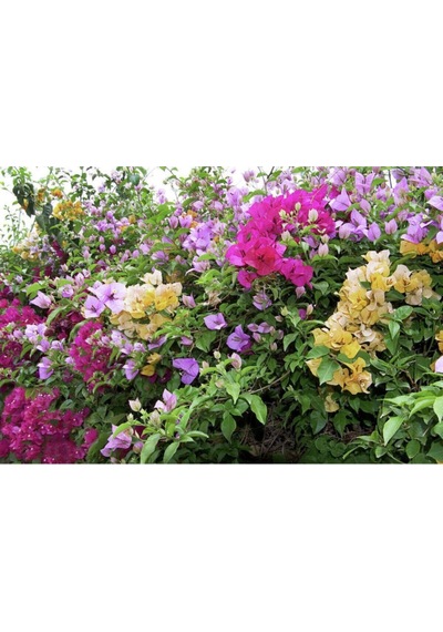 Bougainvillea Begonvil Fidanı, 40-60 Cm, Saksıda