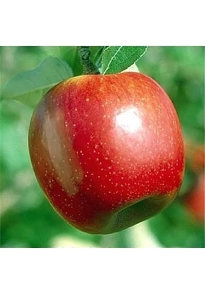 5 Yaş, Aşılı Elma Fidanı SUMMER RED, Torbada, +120 Cm