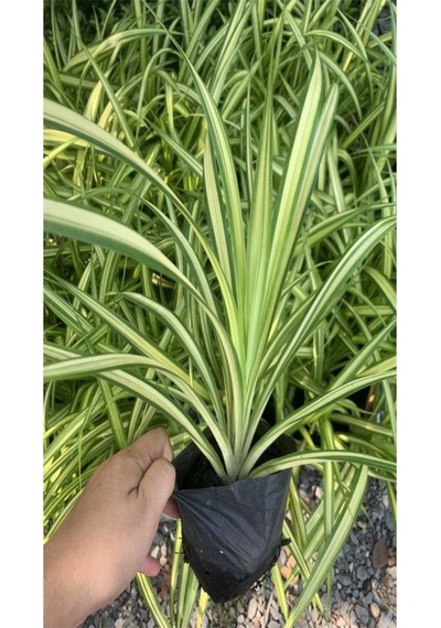 Kurdele Çiçeği Chlorophytum Comosum Saksıda 1 Adet 25-45cm