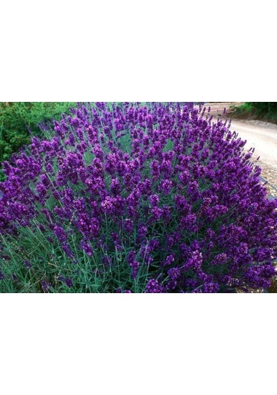 5 Adet Lavanta Fidanı Lavandula Officinalis. Dahil