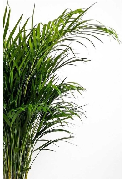 Areca Dypsis Lutescens - Areka Palmiyesi - Ev Ofis Salon Iç Mekan Bitkisi - 70 Cm