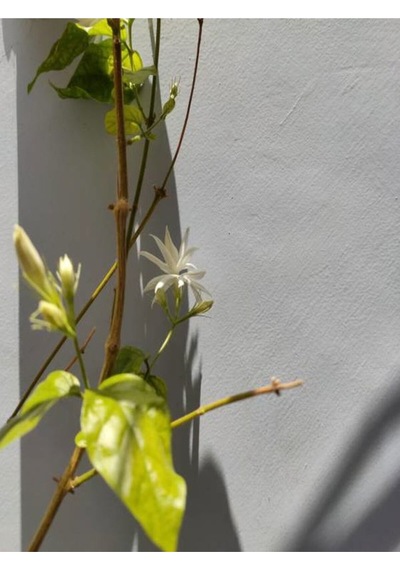 Arap Yasemini Beyaz Çiçekli 100 150 Cm 1 Adet Saksılı Dış Mekan Bitkisi White Jasmine