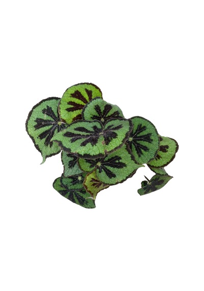 Begonia Masoniana Begonia Çiçeği Ø14 Cm Y35-40 Cm