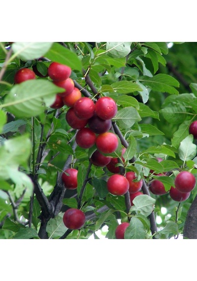 Tüplü Cherry Plum Nadir Mini Meyveli Kiraz Eriği Fidanı