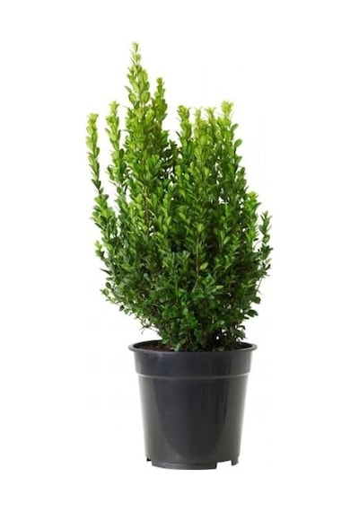 Buxus Sempervirens Şimşir Fidanı 20-30 Cm 1 Adet