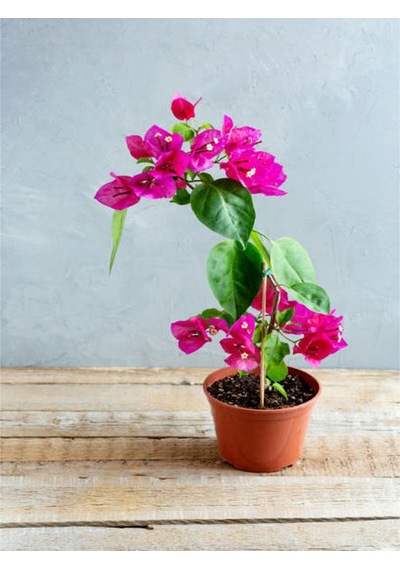 Bodur Begonvil Bougainvillea Ev - Balkon Begonvil