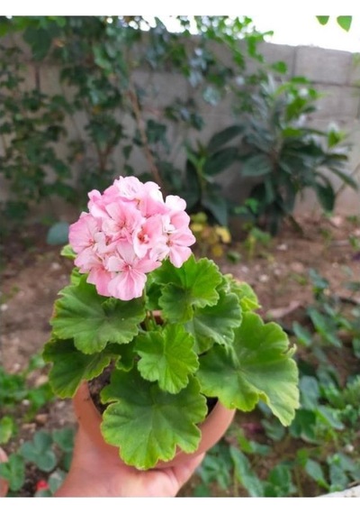 Toz Pembe Sardunya Çiçeği Fidesi 10-20 Cm