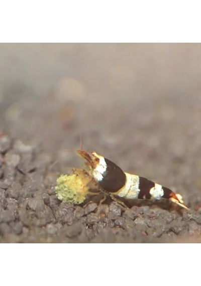 100ml Shrimps Grano S, Akvaryum Balıkları İçin Lezzetli Yemi