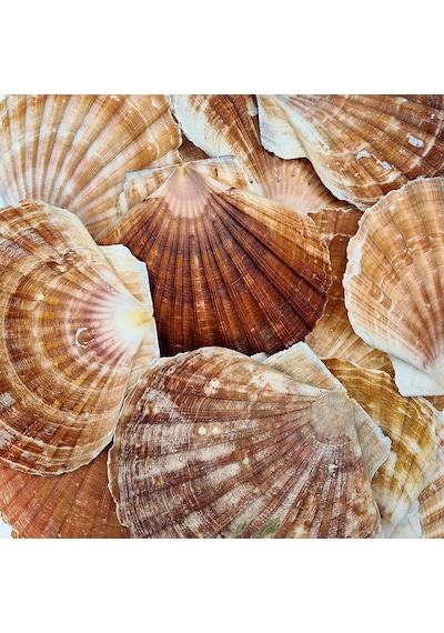 Pecten Maximus Kiloluk Deniz Kabuğu 1 Kg