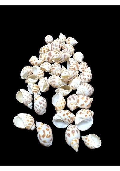 Deniz Kabukları 100 Gr No-10-babylonia Areolata
