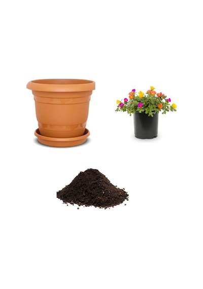 Portulaca Çiçeği Tohumu Ekim Seti