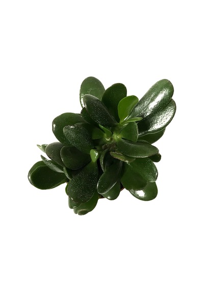 Crassula Arborescens (Sukulent) Ø8,5 CM Y10-15 CM