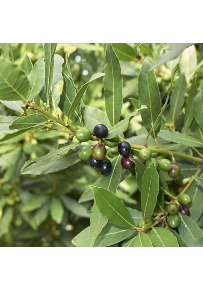 Tüplü Defne Ağacı Laurus Nobilis Fidanı