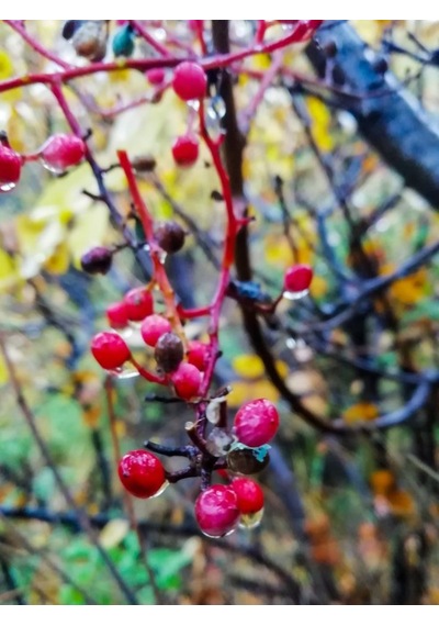 Çitlembik Menengiç Pistacia Terebinthus Fidanı 1-2 Yaş