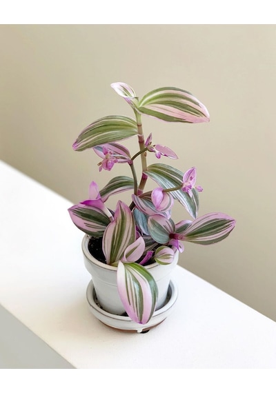 Tradescantia Nanouk Telgraf Çiçeği 5,5 Cm Küçük Saksıda