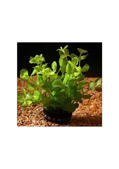 Nummularia Green Saksı Canlı Bitki Çok Renkli
