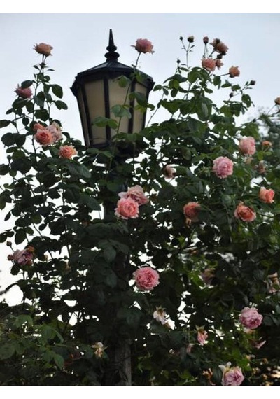 Sarmaşık Ponpon Pembe Renk 100 150 Cm Saksılı Aşılı Gül