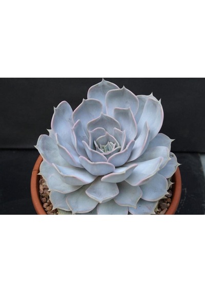 Echeveria Lilacina Var Sukulent Bitki