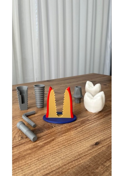 İmplant Modeli Diş Hekimliği Eğitici Model 13 CM