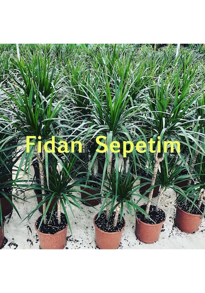 Dracaena Marginata Çiçeği 2 Gövdeli 80-100cm